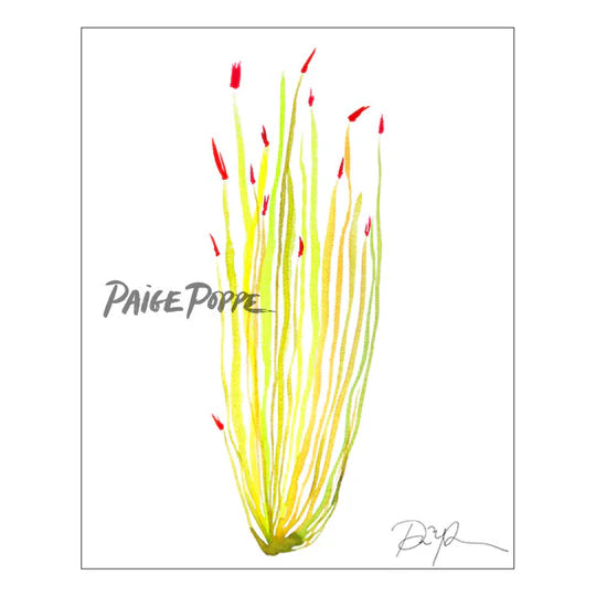 "Ocotillo Sun" Fine Art Print