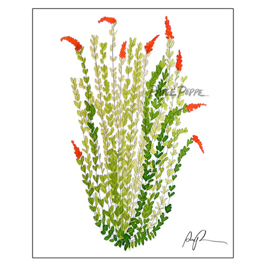 "Sketchbook Ocotillo" Watercolor Art Print